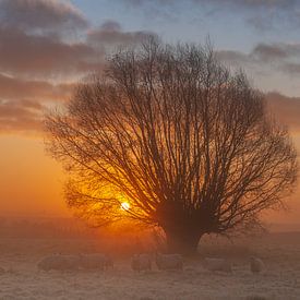 Moutons près de l'arbre au lever du soleil. sur Erwin Stevens