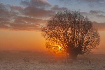 Sheep by the tree sunrise.