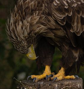 Weißkopfseeadler.