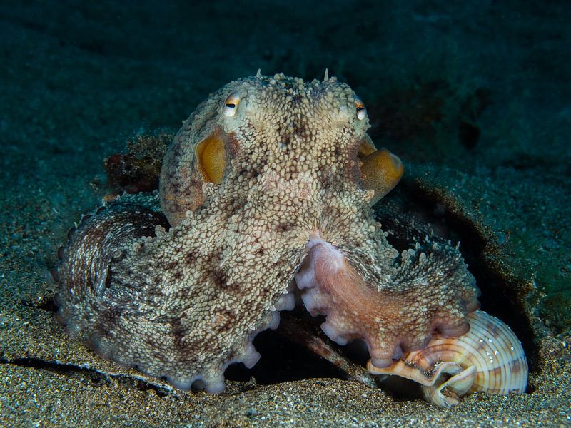 Oktopus, Lanzarote von René Weterings
