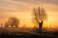 Pollard willows in the reed land by Wilko Visscher thumbnail
