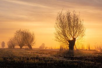 Knotwilgen in het rietland