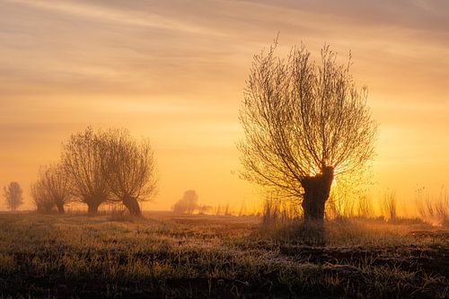 Knotwilgen in het rietland