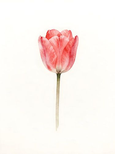 A single pink tulip
