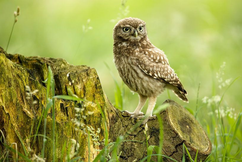 Little Owl by Ronald Kromkamp