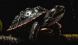 Schildpad in de regen met regendruppels