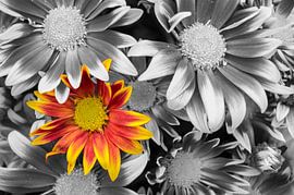 De Optimistische Bloem