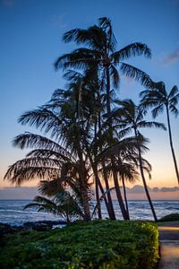 Palmbomen op het strand van Kaua'i (Hawaii) van t.ART
