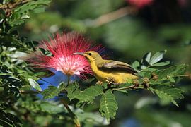 Olijfrugzonnediefje (Cinnyris jugularis) Regenwoud, Queensland