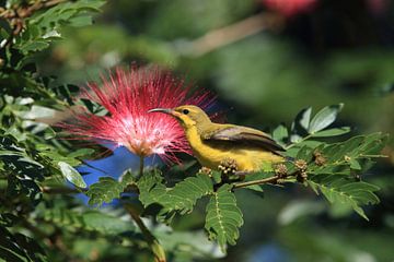Oiseau-soleil à dos d'olive (Cinnyris jugularis) Rainforest, Queensland sur Frank Fichtmüller