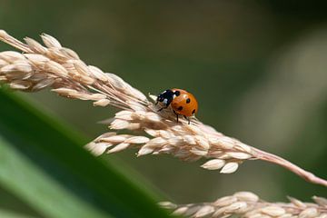 De insectenwereld in beeld van Roland de Zeeuw fotografie