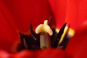 Tulpenbloesem van Norman Krauß