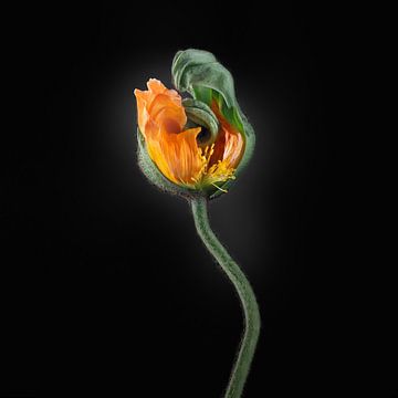 Poppies Escape No 03 van Jo van den Berg