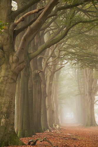 Beukenlaan in de mist