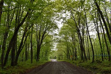 Une route de campagne en été sur Claude Laprise