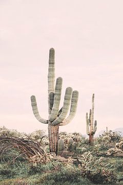 Roze saguaro van Kathrin Pienaar