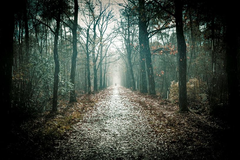 Pluie et soleil sur un chemin forestier par Marcel Bakker