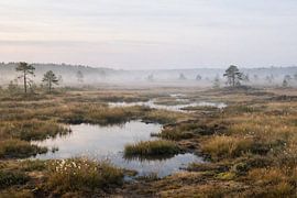 Brume matinale dans les marais – Misty Wetland Dawn sur ButterflyPix