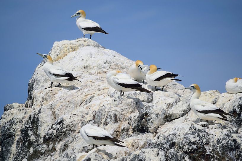 A bunch of Australasian gannets by Frank's Awesome Travels