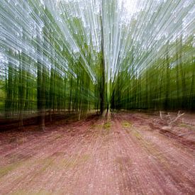 Zoomscape Veluwe forest II by Sean Vos