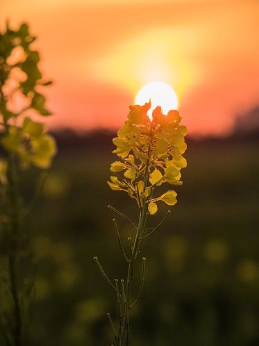 Flower at sunset