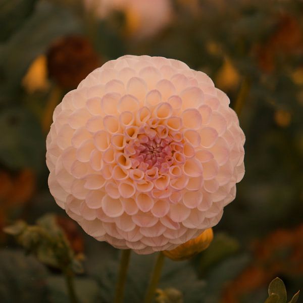 Dahlia pompon by Saskia Schotanus