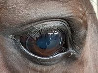 paarden oog