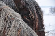 Paarden / Horses van Henk de Boer thumbnail
