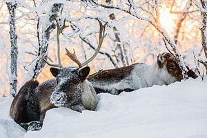 Rentiere in einer sonnigen Schneelandschaft