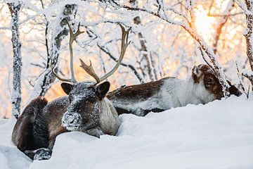 Rendieren in een zonnig sneeuwlandschap van Martijn Smeets