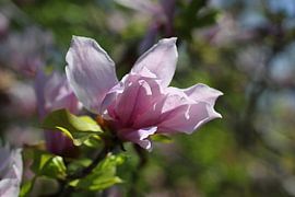 The Violet Blossom van Cornelis (Cees) Cornelissen