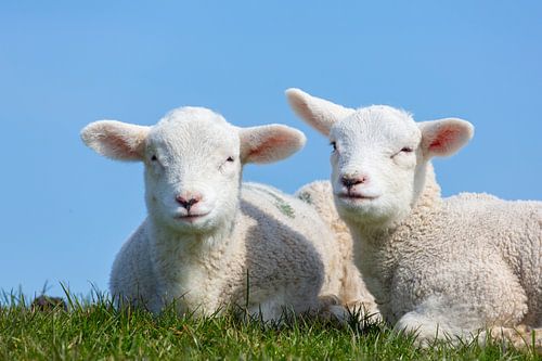 Schapen lammeren