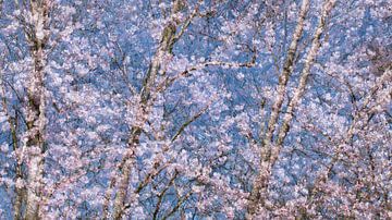 fleur de printemps sur Ria Bloemendaal