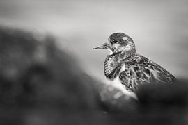 Ruddy Turnstone