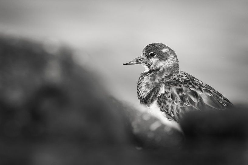 Ruddy Turnstone by Lars Korzelius