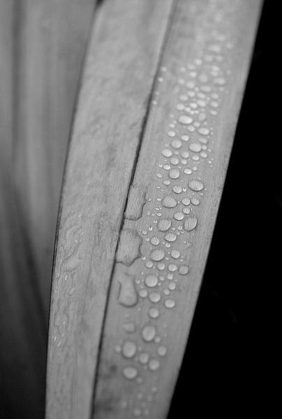 Drops on a cactus by Anne van de Beek