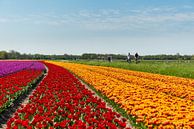 Tulpenveld in Noord-Holland von Keesnan Dogger Fotografie Miniaturansicht