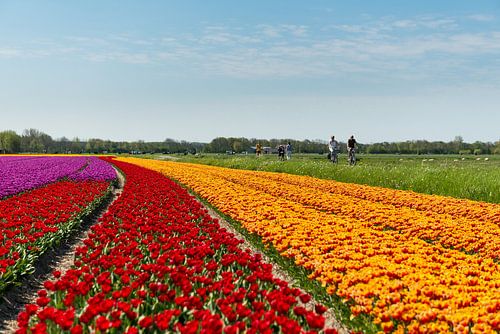 Tulpenveld in Noord-Holland