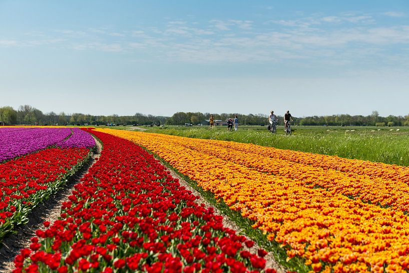 Tulpenveld in Noord-Holland von Keesnan Dogger Fotografie