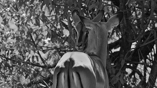 Knuffelimpala's in zwart-wit