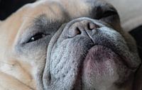 Muselière pour chien bulldog français