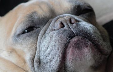 Franse bulldog hondensnuit van Anke Winters
