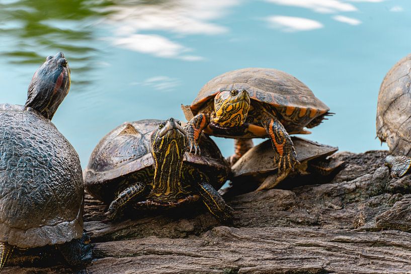 Schildpadden zonnen op een boomstam in Sao Paulo van Sonny Vermeer