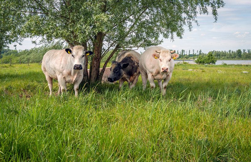 Groepje koeien onder boom von Ruud Morijn