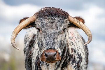 Portret van een Engelse Longhorn koe. van Albert Beukhof
