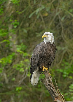 Aigle à queue blanche d'Amérique sur un arbre