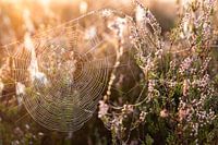Spinnenweb in ochtendzon