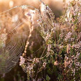 Spinnennetz in der Morgensonne von Jarno van Osch