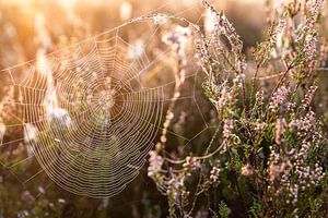 Spinnennetz in der Morgensonne von Jarno van Osch