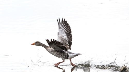 Wilde gans op het water